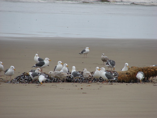 Seagull buffet