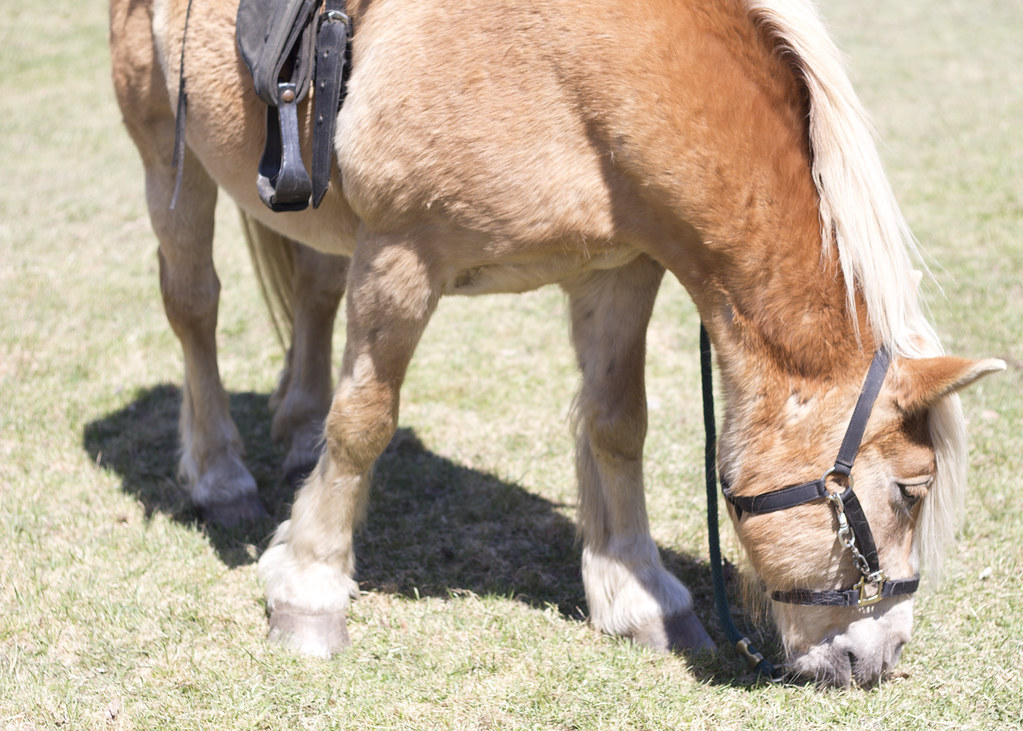 horse