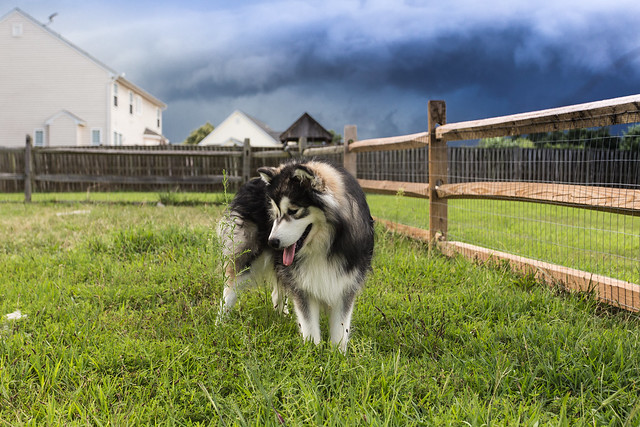 Malamute and a Summer Storm