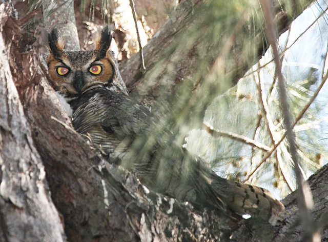 IMG_9464s great horned owl
