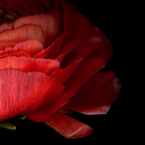 PASSION RED... by magda indigo