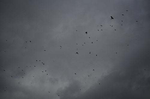 the crows came back.