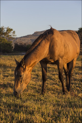 wild horse sunrise dawn feral kleinmond canoneos6d rooisand botriverlagoon 85mmeff18