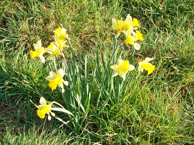 Dymock & Kempley Daffodils