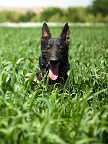 Dog Wallpaper | by sjrankin