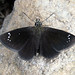 Flickr photo 'Hesperiidae: Pholisora catullus 0322' by: David Bygott.