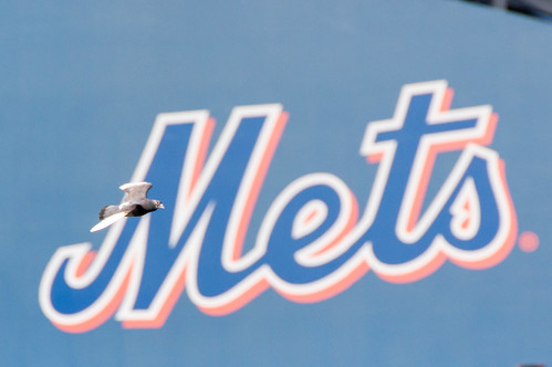Mets new Center Fielder | Tamron 70-300 usd at Citi Field | Flickr