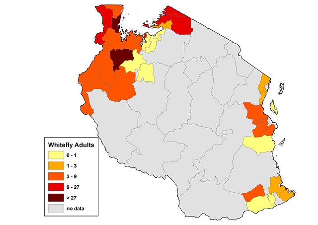 Whitefly Adults - Tanzania
