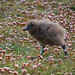 Flickr photo 'Chilean skua chick on the run' by: dracophylla.