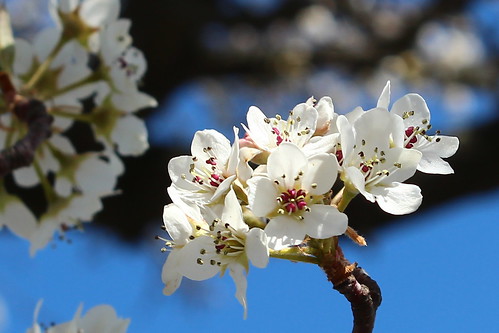 tree closeup virginia spring blossom va bloom 365 springtime roanokeva 2013 040213 bradfordpair