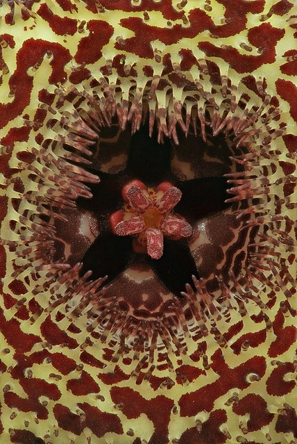 Huernia erinaceae, flower detail