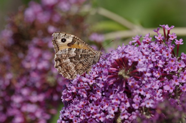 IMGP2416 Grayling, Minsmere, August 2016