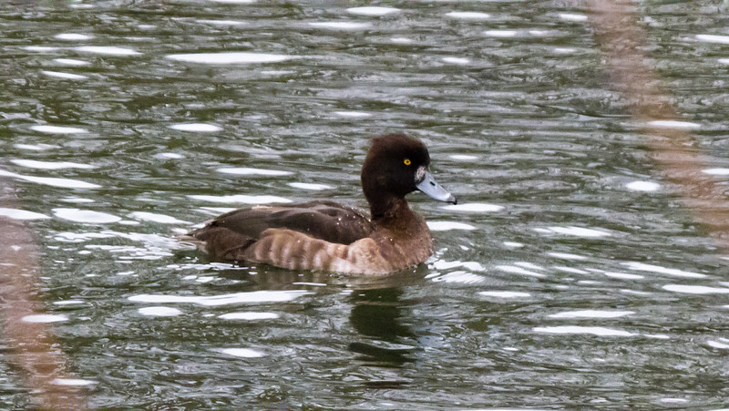 Tufted duck: Perton