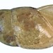 Flickr photo 'Cochlicopa lubrica (Mueller, 1774)' by: urjsa.
