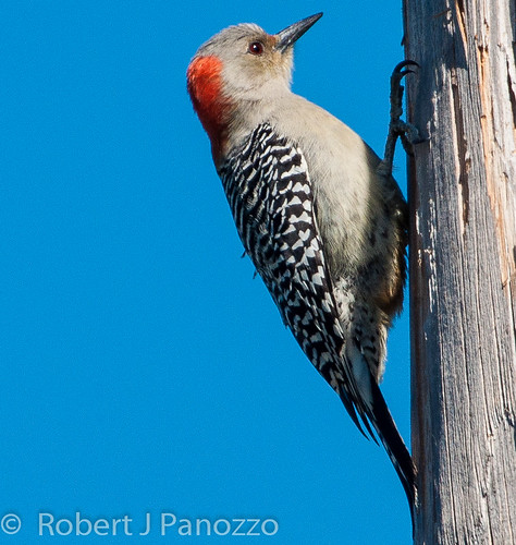 bird woodpecker redbelliedwoodpecker sanibel sanibelisland jndingdarlingnwr