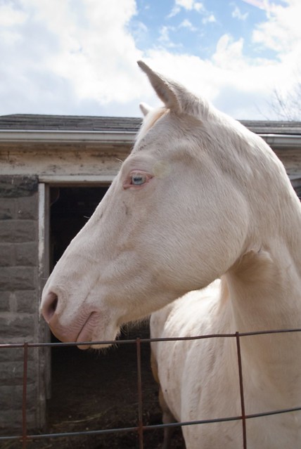 Blond hair , blue eyed horse
