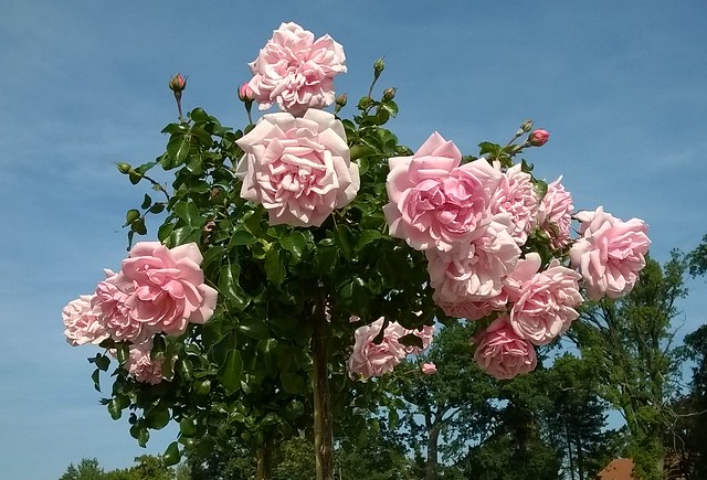 Rosenstämmchen in der Eutiner Landesgartenschau
