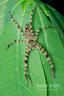 Huntsman Spider (Heteropoda boiei) - DSC_7908