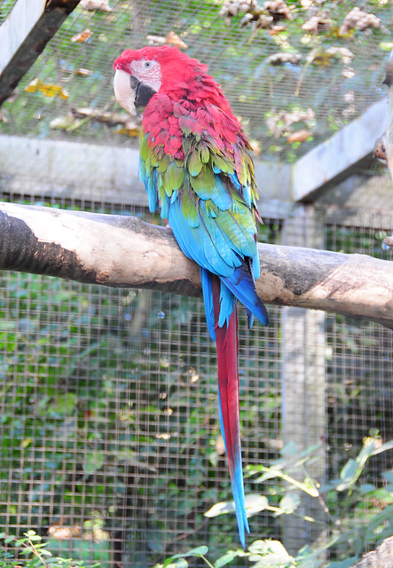 Red and Green Macaw / Green Winged Macaw (Ara chloropterus) at Harewood