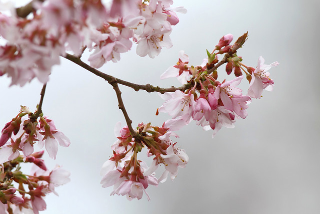 Cherry Blossom, Wisley Gardens, Surrey
