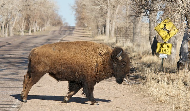 Bison/Buffalo Crossing at Deer Crossing Sign