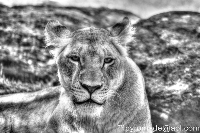 Lioness IMG_5973HDR