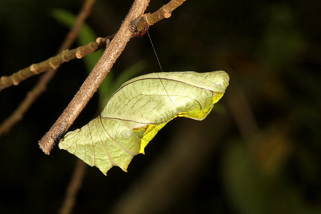 01 Butterfly Chrysalis - Kipandi Butterfly Park 2011-11-04 01