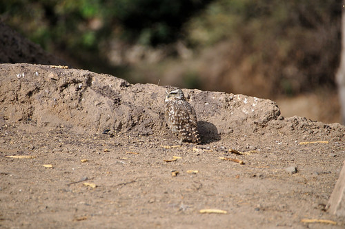 DSC_0271_01 by guillaume.pain, 