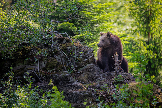 Europäischer Braunbär - common brown bear ( Ursos arctos arctos )