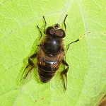 Mistbiene (European Hoverfly, Eristalis tenax), Männchen