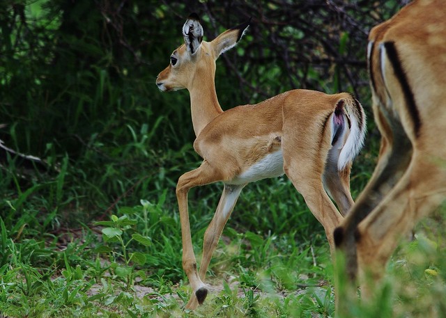 Impala Youngster (Aepyceros melampus)
