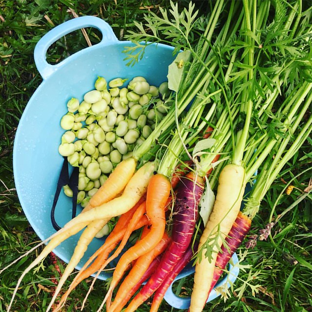 21/7.2016 - broad bean hummus with fresh baby carrots. #itswhatsfordinner #growyourown #gardenbounty