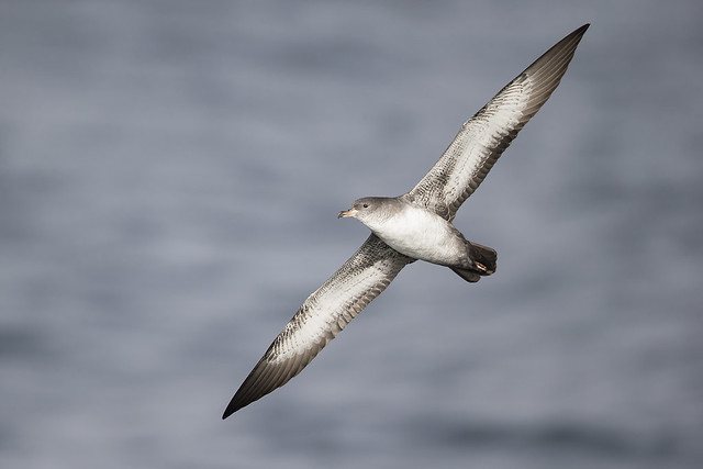 Banking Pink-footed Shearwater