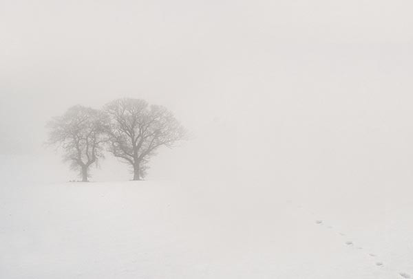 Two Trees on a Winters Day in a Cold Scottish Field