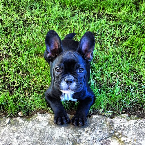 #Berta #dog #french #bulldog #instagram #instamood #instad… | Flickr