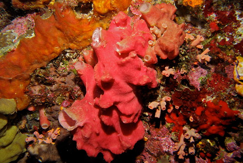 Calcareous Sponge (Leucetta primigenia) | Tanjung, Bunaken I… | Flickr
