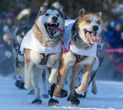 These might be dogs from Scott Janssen's team | by Alaskan Dude