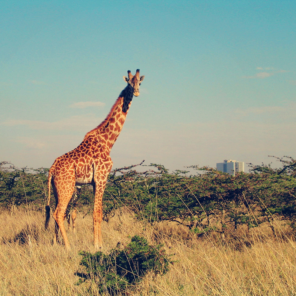 The tallest animal of all | Taller than every other animal o… | Flickr