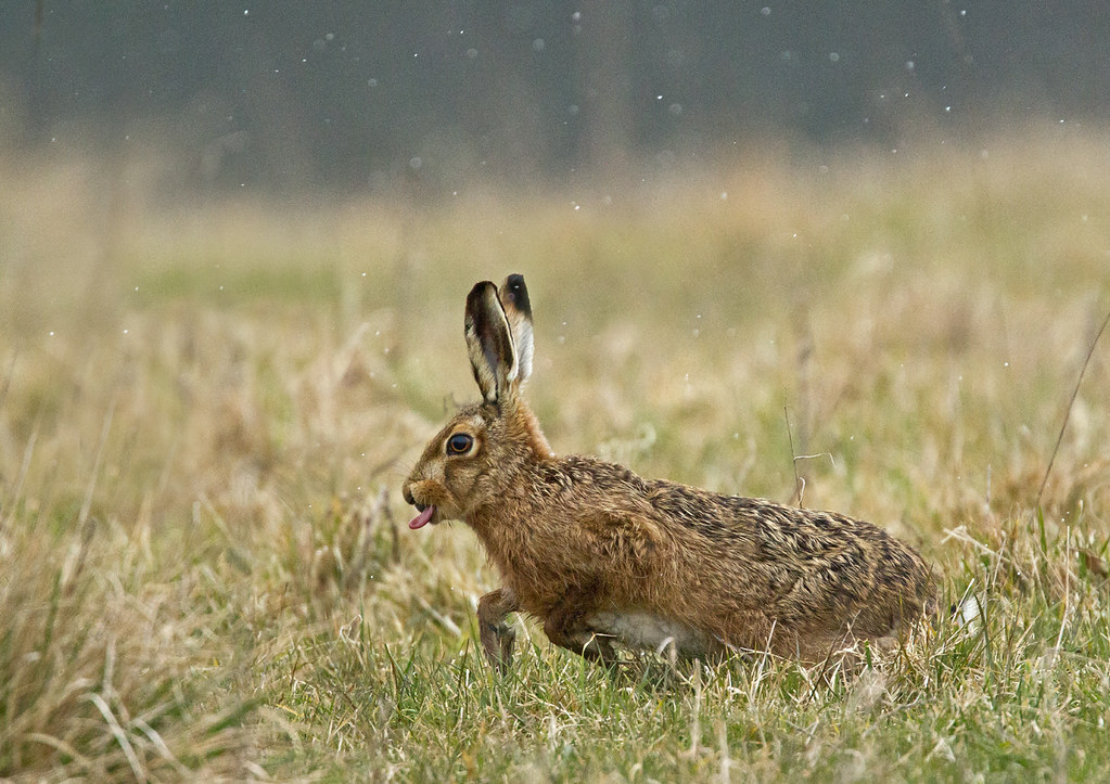 Brown-hare_9155