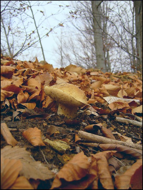 Autunno nel bosco dei funghi