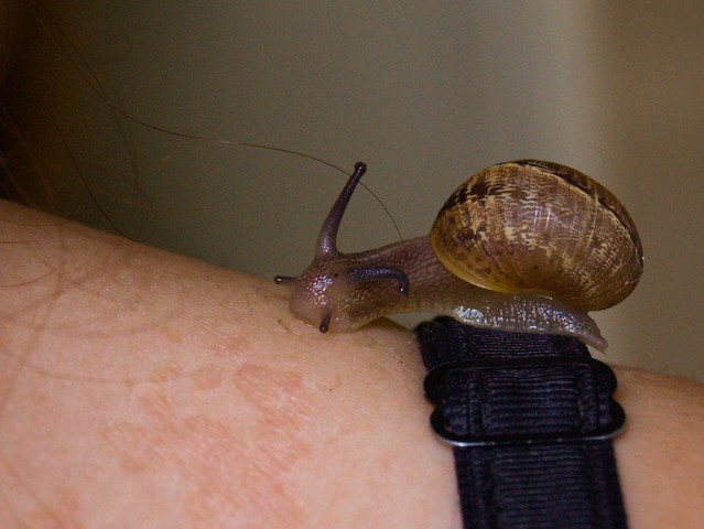 Snail on a shoulder
