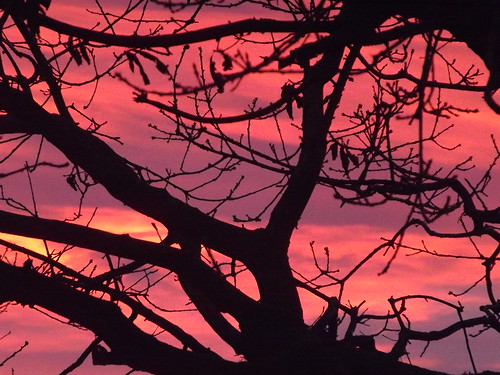 tree silhouette swansea wales sunrise clydach