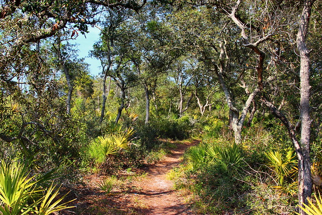 The Florida Trail, Juniper Prairie Wilderness, Florida