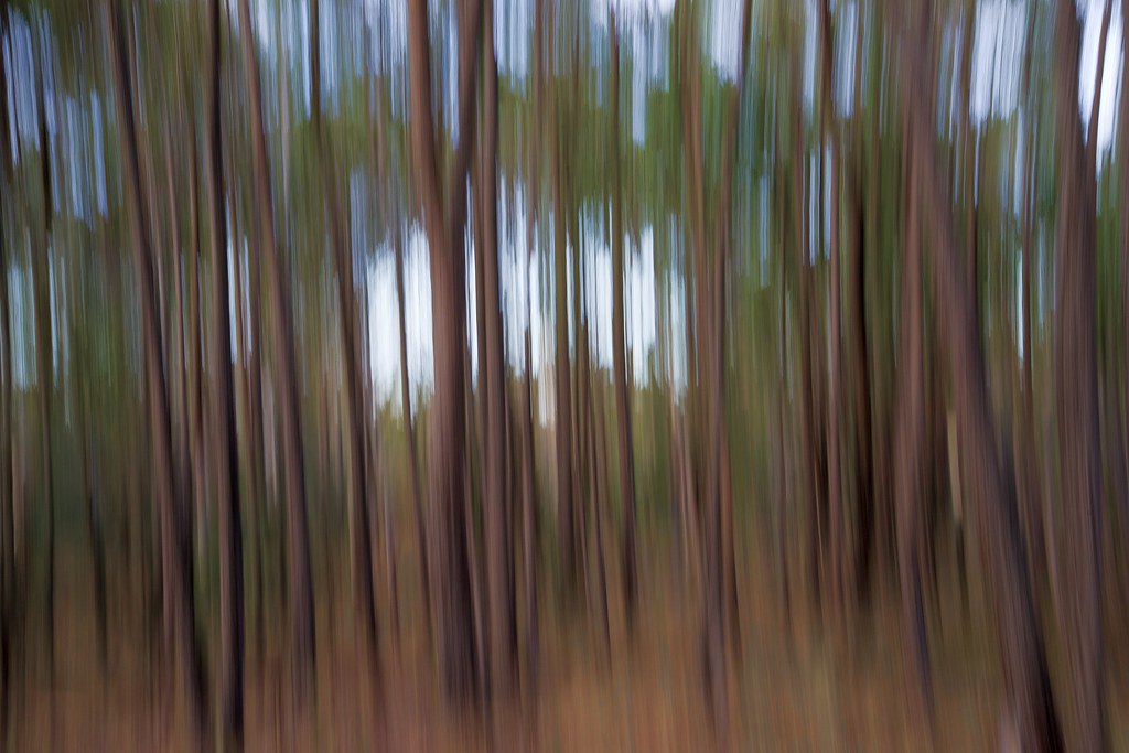 Trees | Image taken in the Kyneton Bush Resort, Victoria, Au… | Flickr