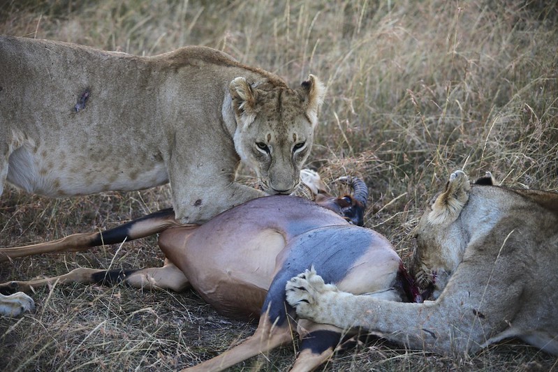 Lions eating an antelope