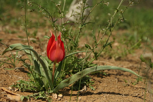 Tulipa agenensis, Stroumpi, Cyprus, 17th March 2013 03