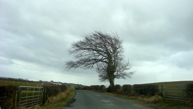 A tree in the winter