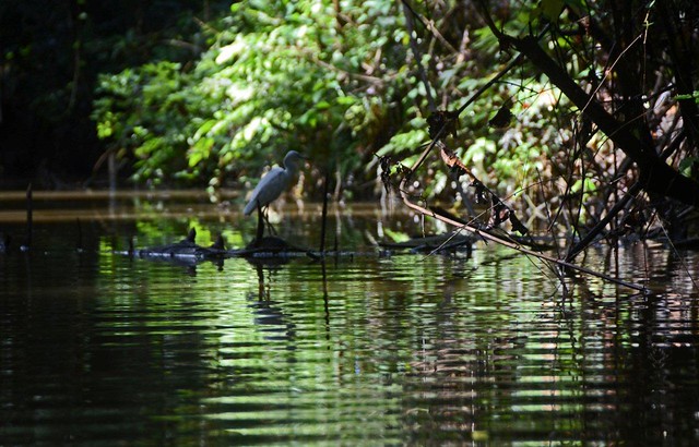 Tortuguero National Park, Limón Province Costa Rica