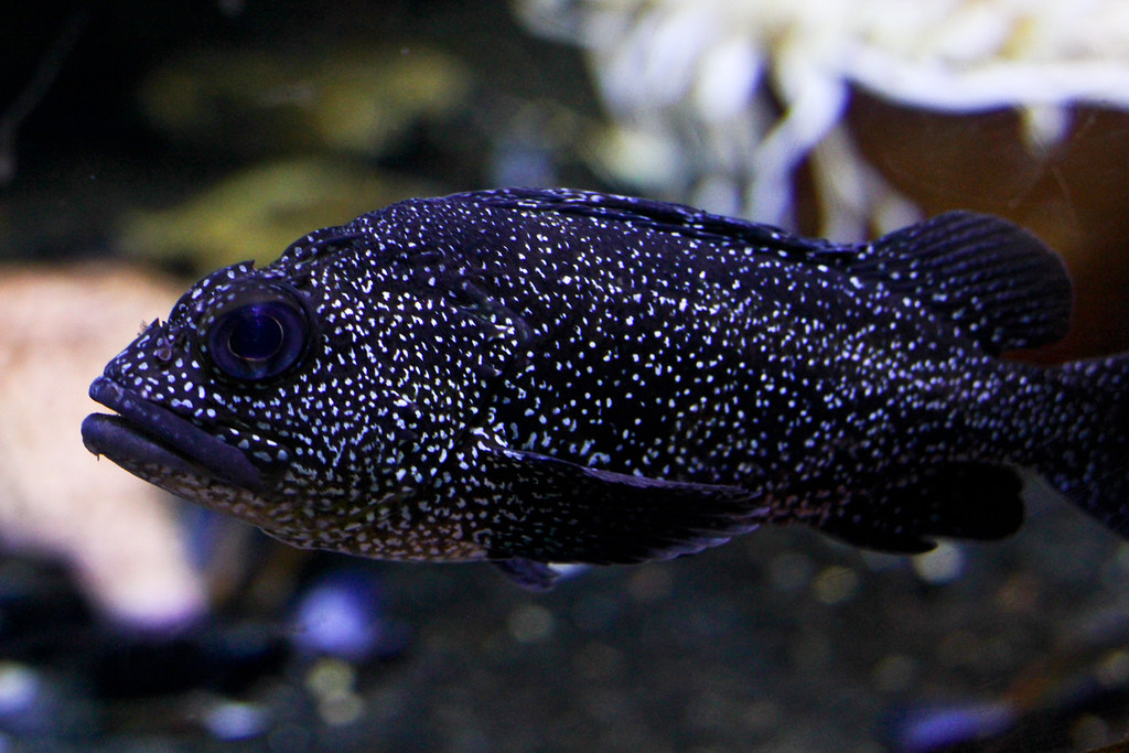 China Rockfish (Sebastes nebulosus) | Taken at Oklahoma Aqua… | Flickr