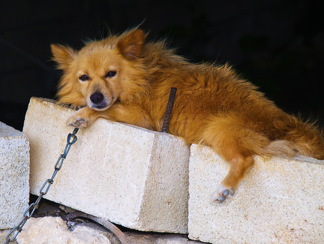 Dog Relaxing On Bricks